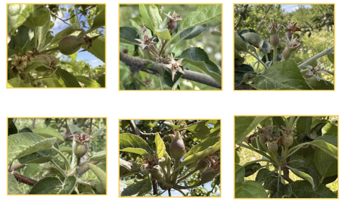 Six photos of different apple varieties listed below with leaves in the background.